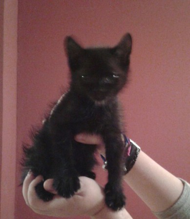 adoptado